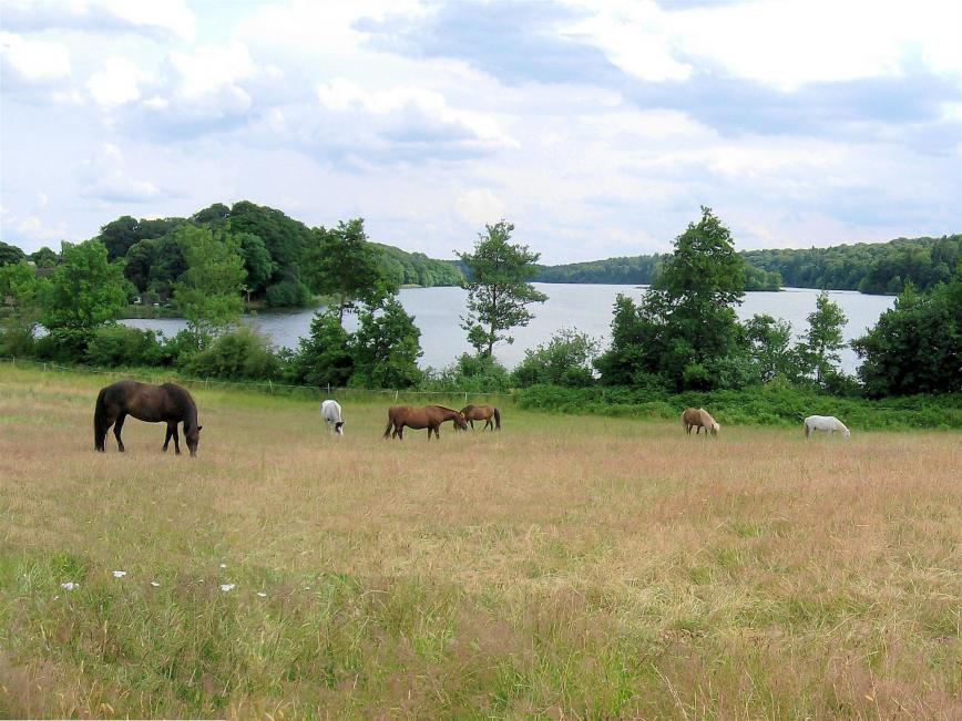 Pferdekoppel am Drüsensee